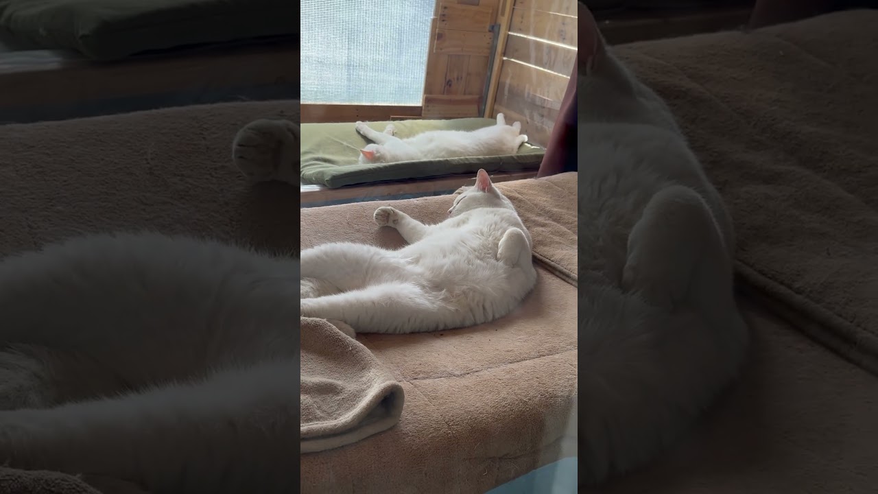 ちょっと今日は暑かったけど…#猫 #cat #保護猫 #野良猫 #shorts