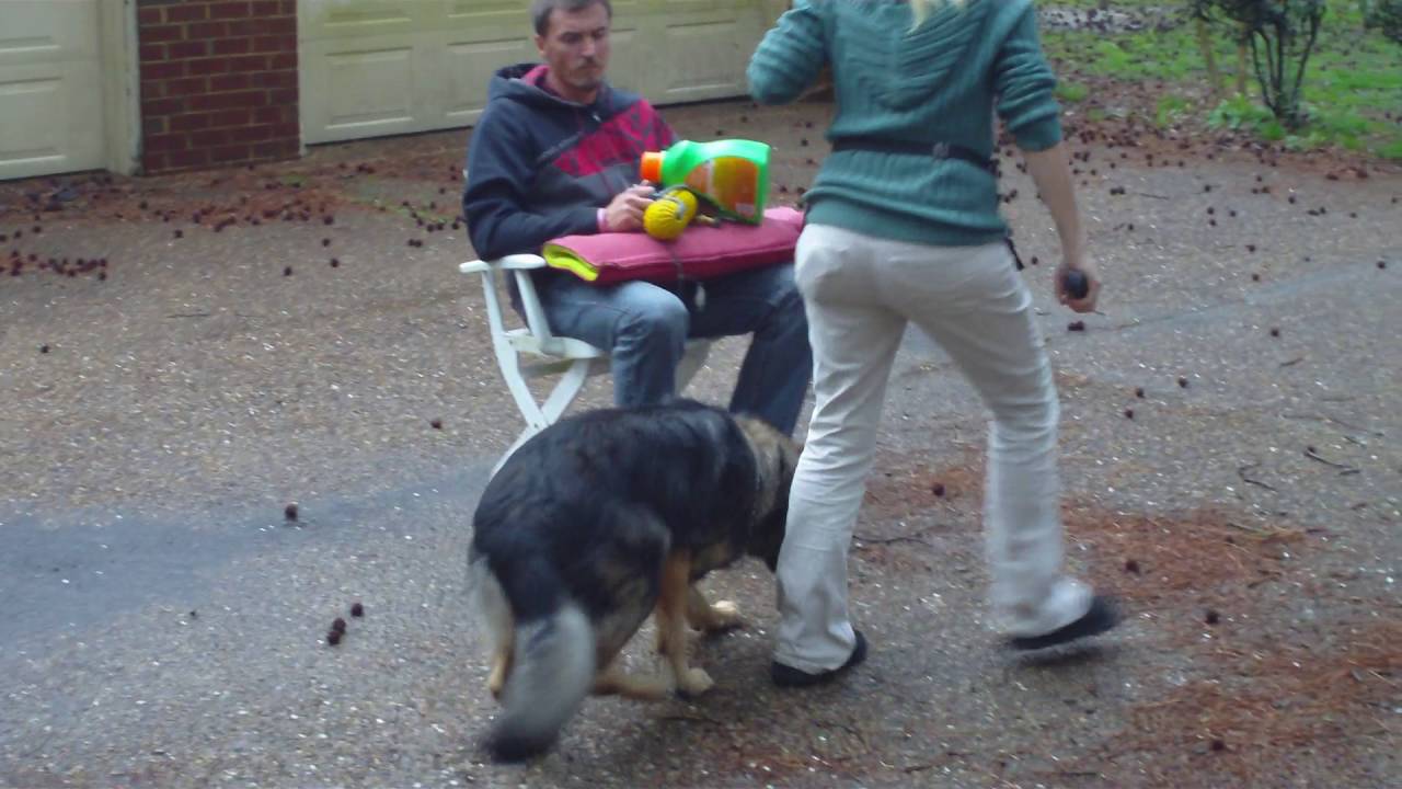 Protection Dog Training Stay with Heavy Distraction