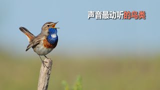 声音最动听的鸟类