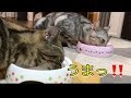 猫ちゃんたちに人肌に温めたいなばのササミをあげてみた！！食いつきは！？