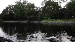 Swans at SkogsÖ