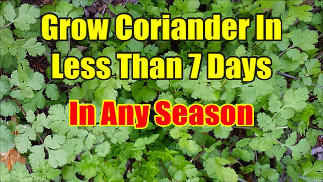 Как вырастить кориандр из семян за 3 дня: самый быстрый способ проращивания семян кориандра