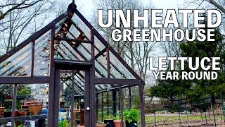 Grow Lettuce year round in an Unheated Greenhouse 🥬 | Zone 6B/7A, New Jersey