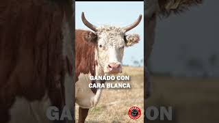 ¡Evita siempre el ganado con cara blanca! #ganaderia #finca #vacas #agropecuaria