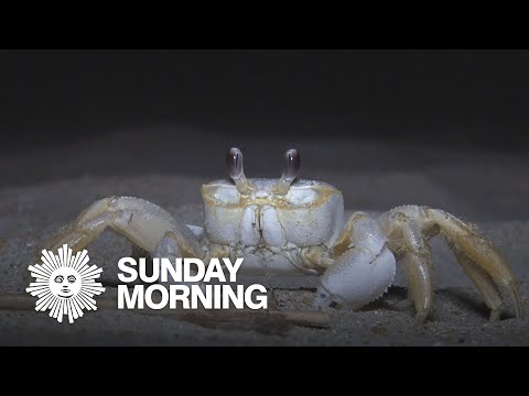 nature:-ghost-crabs