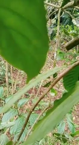 Nyanggong Rusa, begini lah suara pikat nya!!!! auto berhasil