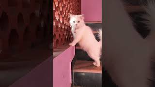 Cute Pregnant Cat #cat #cats #mycat #catvideos #catlover #kitten #pets #animals #persiancat #youtube by Cat Paws 399 views 7 months ago 1 minute, 28 seconds