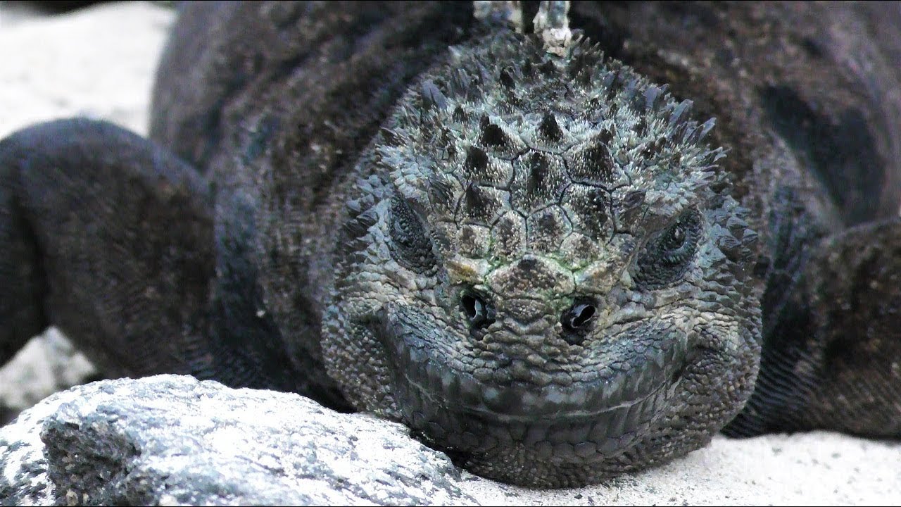 海イグアナ ガラパゴス諸島 Marine Iguanas Galapaos Islands Youtube 海イグアナ ガラパゴス諸島 Marine Iguanas Galapaos Islands Youtube
