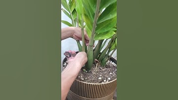 Cứu cây kim tiền bị vàng lá #phogiongque #caykimtien