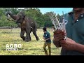 Agbo, the elephant, stands against injections. He attempts to evade wildlife officers | Episode 10