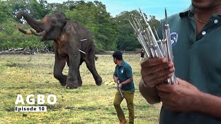 Agbo, the elephant, stands against injections. He attempts to evade wildlife officers | Episode 10