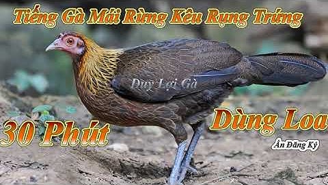 Tiếng Gà Mái Rừng Gọi Trống l Rụng Cả Trứng l Dùng Loa l 30 Phút