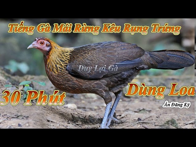 Tiếng Gà Mái Rừng Gọi Trống l Rụng Cả Trứng l Dùng Loa l 30 Phút class=