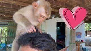 Adorable Monkey Zueii Stand up on Human and Grooming Very Nice