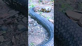 big snake! King Cobra Takes Down Python #shorts