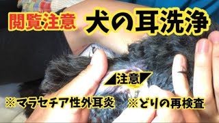 【閲覧注意】らぶ耳洗浄で出てきた耳垢に驚いた！どりの再検査 かむの体重は...。【ﾄｲﾌﾟｰﾄﾞﾙ】【耳洗浄】【血液検査】