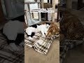 【お知らせ】こはくの近況。