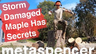 Celebrity Storm Damaged Maple Has Secrets, Solo Tree Removal and Rigging Wealth