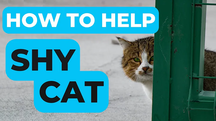 How to Help a Shy Cat: 5 Proven Tips for Boosting Feline Confidence🐱💪