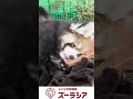 【ズーラシア公式】レッサーパンダの赤ちゃん(人工哺育個体) 9月9日(76日齢)~9月19日(86日齢)の様子 #shorts
