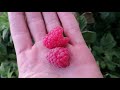 Black and Red Raspberry harvest plus Kohlrabi