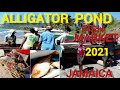 ALLIGATOR POND FISH MARKET AND COMMUNITY TOUR 2021 | ALLIGATOR POND MANCHESTER/St.ELIZABETH JAMAICA