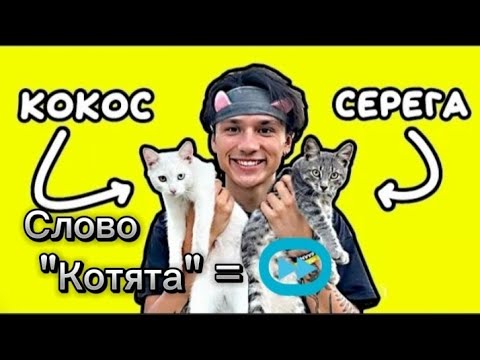 холи бам про котят