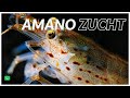 AMANOGARNELEN ZUCHT | So züchtet Du erfolgreich Amanogarnelen | GarnelenTv