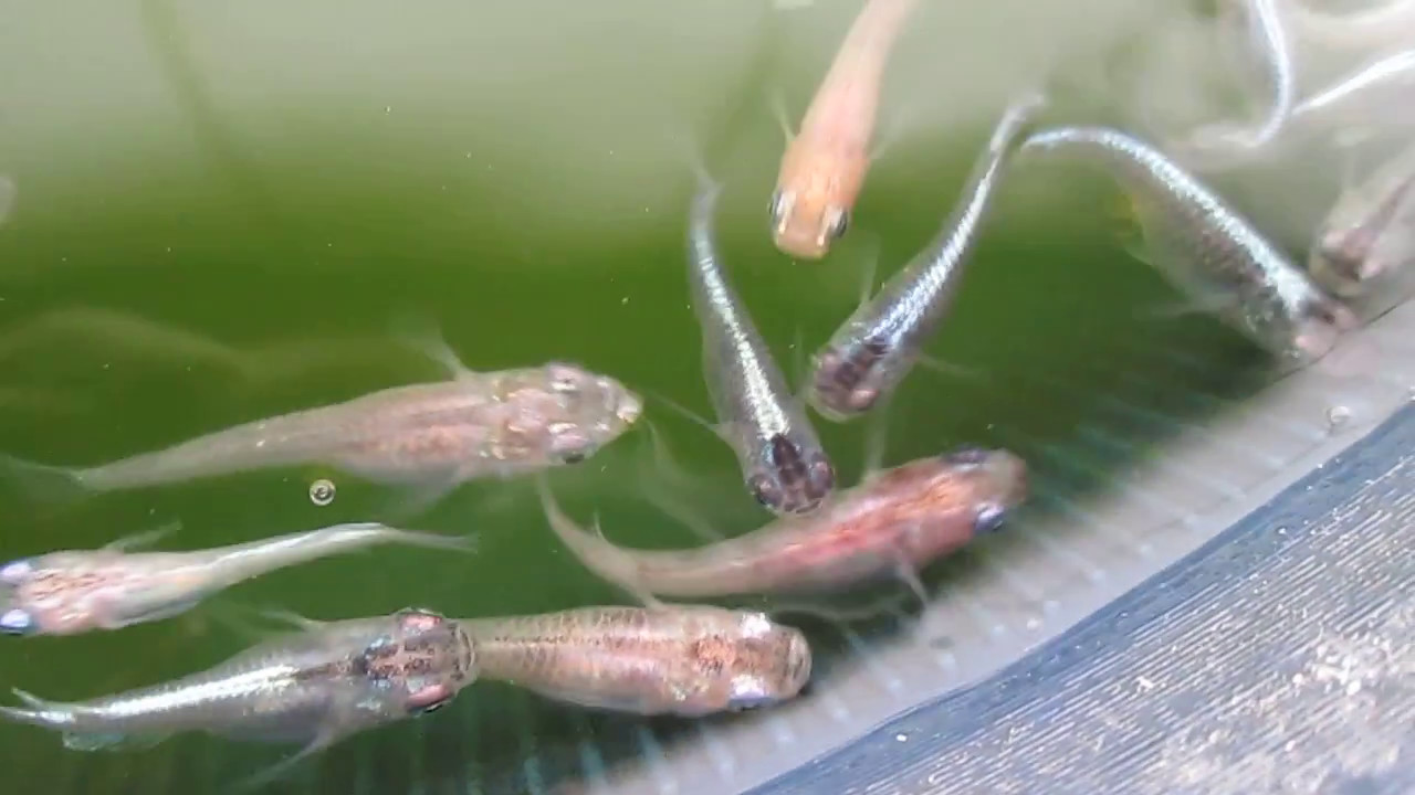 Masa Bsrider 餌をねだるメダカの様子 Powered By Line