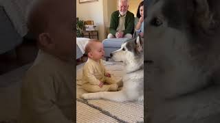 Huskys Confused But Cute Moment哈士奇聽不懂但超可愛的反應