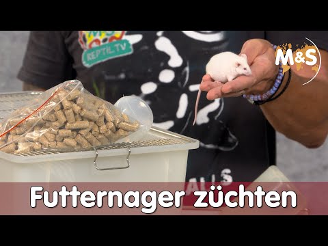 Video: Wie Man Ratten Züchtet