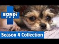 🐯🐄🐶 Meet All The Animals | Bondi Vet | Season 4