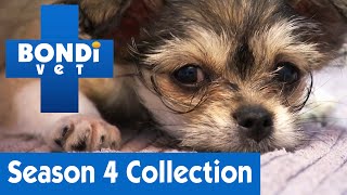 🐯🐄🐶 Meet All The Animals | Bondi Vet | Season 4