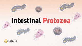 Intestinal Protozoa Parasites | Characteristics, Transmission and Pathogenesis Microbiology