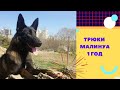 Дрессировка малинуа. Трюки в 1 год