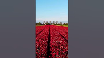"Dreaming of wandering in the tulip fields." #tulips #spring #europe #thenetherlands #travel #tulip