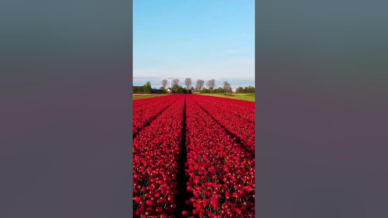 "Dreaming of wandering in the tulip fields." #tulips #spring #europe #thenetherlands #travel #tulip "Dreaming of wandering in the tulip fields." #tulips #spring #europe #thenetherlands #travel #tulip