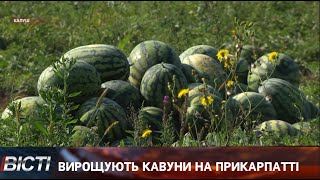 Вирощують голландські кавуни на Прикарпатті