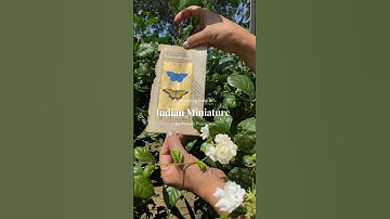 Indian Miniature Paintings! Gliterring Gold Mughal Miniature Paintings! Buy Now! Gold Leaf Paintings