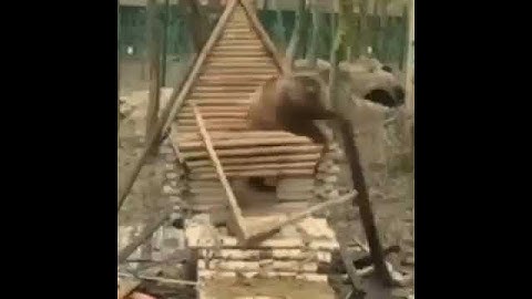 Thumbnail of Bear building house over House building song from red dead redemption II