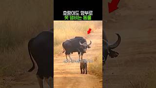 호랑이도 함부로 못 덤비는 동물