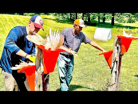 Using construction cones to de-construct chickens!