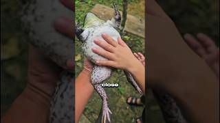 These Frogs You Should NEVER Touch Even by Mistake