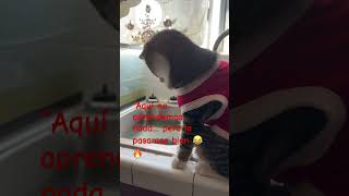 #gatocurioso #gato viral 502 🐈