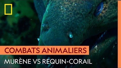 Quand une murène dévore un requin-corail
