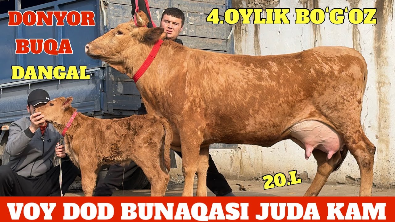DONYOR DANGAL YONDIRDI🔥BOLASI BUQA 3.BOSHLI😱NARXLAR SUPPER AKSIYA😳