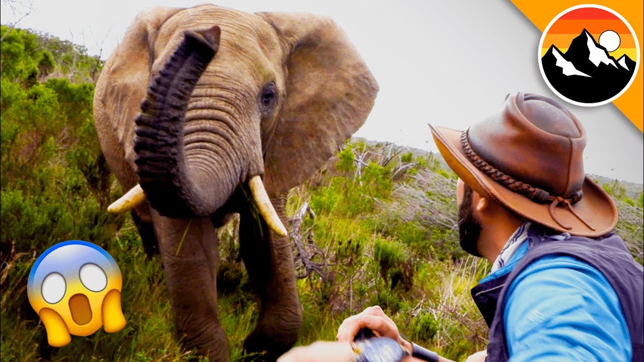 World ELEPHANT DAY! — Transcript