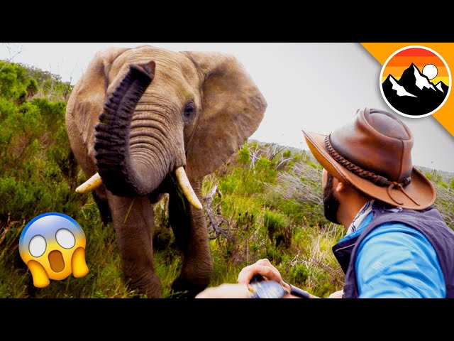 World Elephant Day - South African Safari