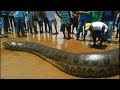 Excavator Catch Big Snake Anaconda at a construction site Anaconda the longest known extant snake
