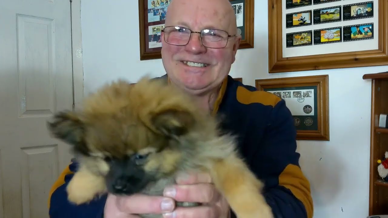 Free puppy training... Intro 